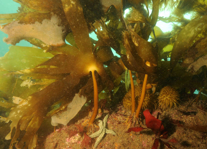 Golden kelp <em>Laminaria ochroleuca</em> © Keith Hiscock