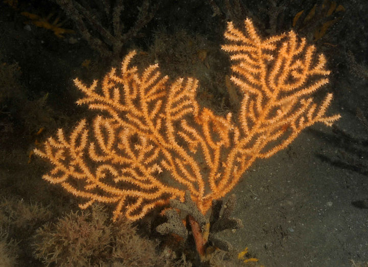 Pink sea fan <i>Eunicella verrucosa</i> © Keith Hiscock