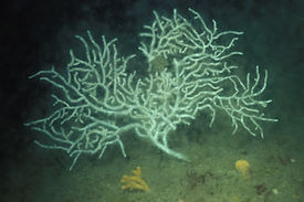 3.2 White Eunicella verrucosa off the Battery Lundy Robert Irving Jun96