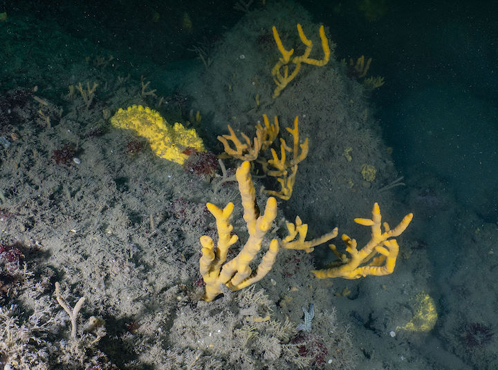 An assortment of sponge species off the Battery, Lundy © Paul Naylor/marinephoto