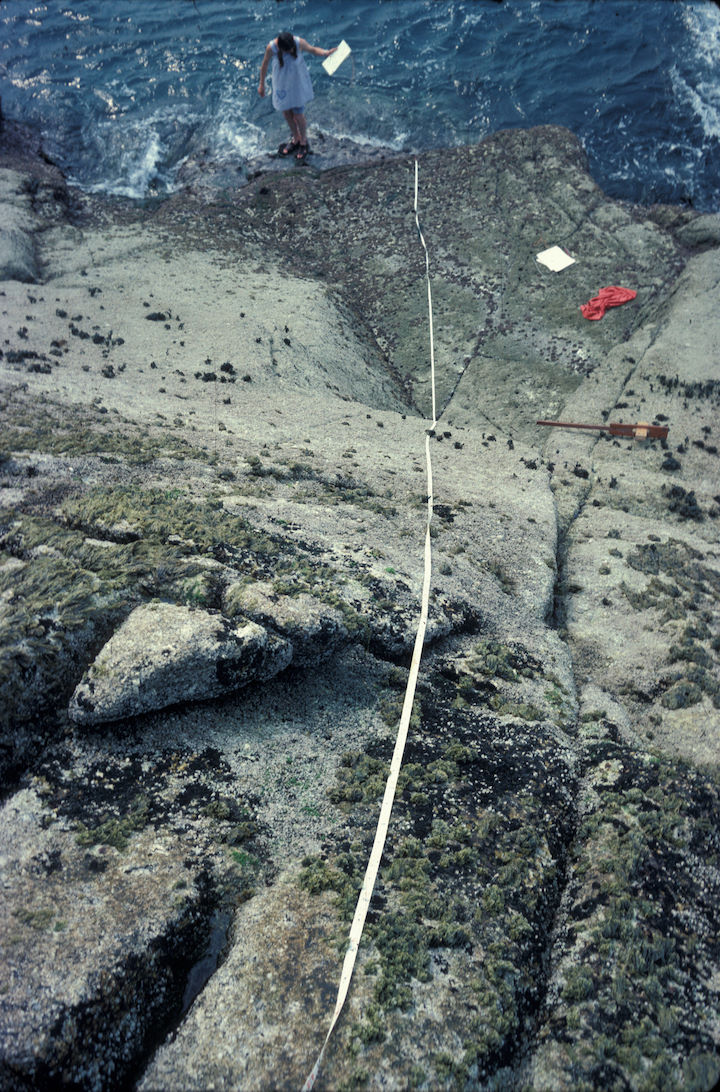 A transect line laid down steeply sloping rock at Dead Cow Point – a very exposed shore. The zones here are largely dominated by barnacles and limpets as opposed to seaweeds. Project undertaken in 1976/77 (see Hiscock & Hiscock, 1979) © Keith Hiscock