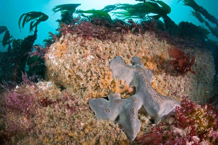 Elephant’s hide sponge <em>Pachymatisma johnstoni</em> &copy; Paul Kay