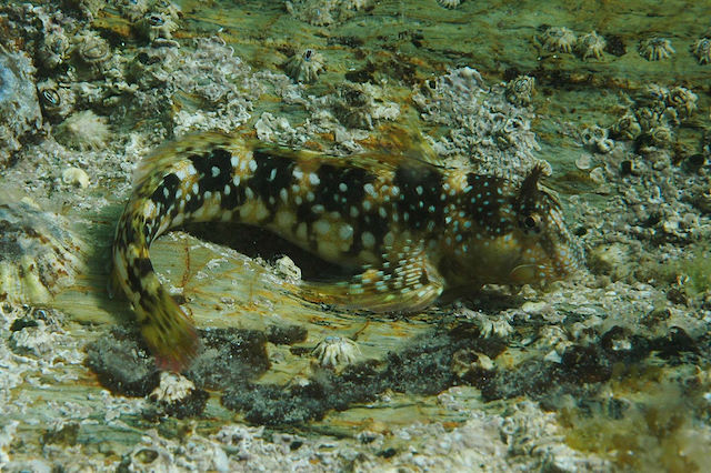 Montagus blenny <em>Coryphoblennius galerita</em>