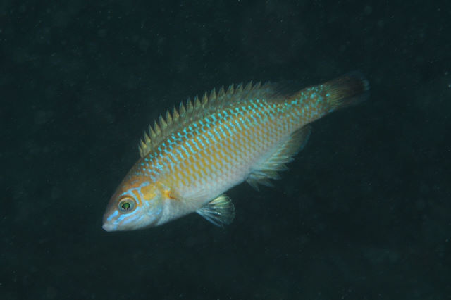 Rock cook <em>Centrolabrus exoletus</em>