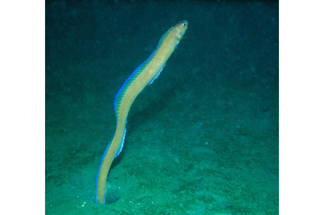 Red band fish <em>Cepola macrophthalma</em> (male)