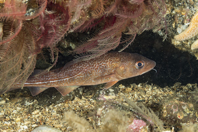 Cod <em>Gadus morhua</em>