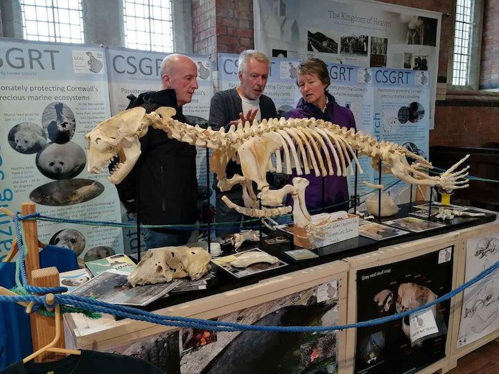 The skeleton of Septimus the bull grey seal on display in the St Helen’s Centre on Lundy, August 2019.