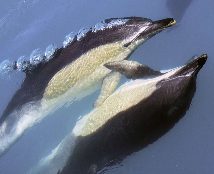 A pair of common dolphins &copy; Rick Morris