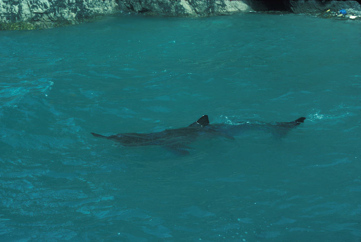 This basking shark, photographed on the north side of Rat Island in August 1976, was about 3.5 m long © Keith Hiscock
