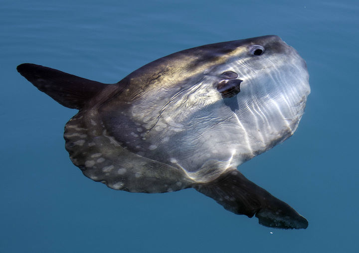 A sunfish on its side at the surface © Rick Morris