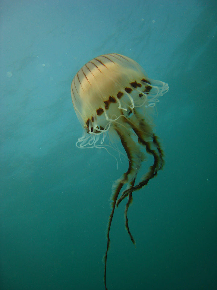 Compass jellyfish <em>Chrysaora hysoscella</em> © Chris Mandry