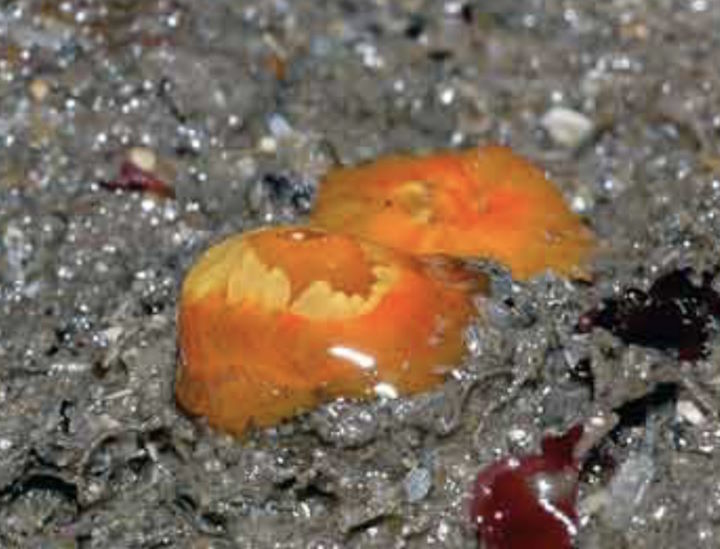 Scarlet and gold star coral <em>Balanophyllia regia</em> out of water&copy; Keith Hiscock