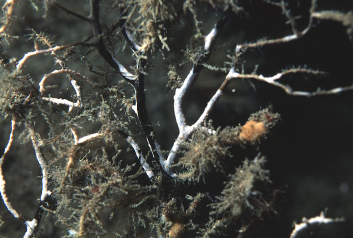 A recently deceased sea fan photographed at the Knoll Pins, August 2001 &copy; Keith Hiscock