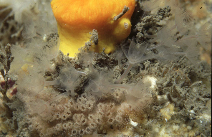 A colony of transparent horseshoe worms <em>Phoronis hippocrepia</em> around the base of a sunset cup coral. The openings of their tubes are apparent at the bottom of the photo. July 1998 © Robert Irving