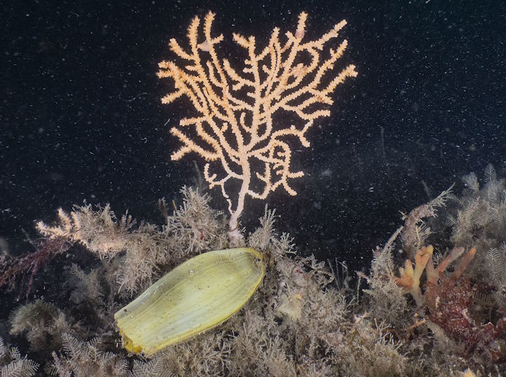 A pink sea fan overgrown with other organisms and with a nursehound eggcase attached &copy; Paul Naylor