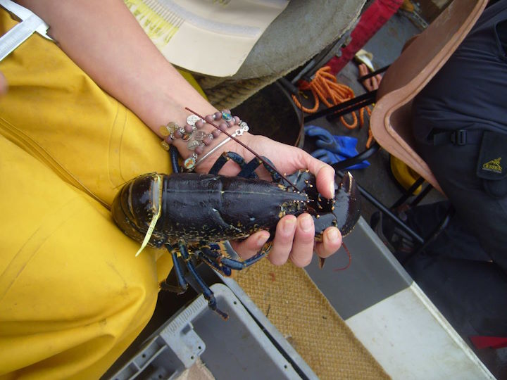 A pale yellow plastic tag can be seen attached to the lobster &copy; D&S IFCA