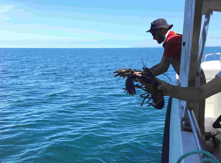 After their measurements had been taken, all of the catch was returned to the sea &copy; Robert Irving