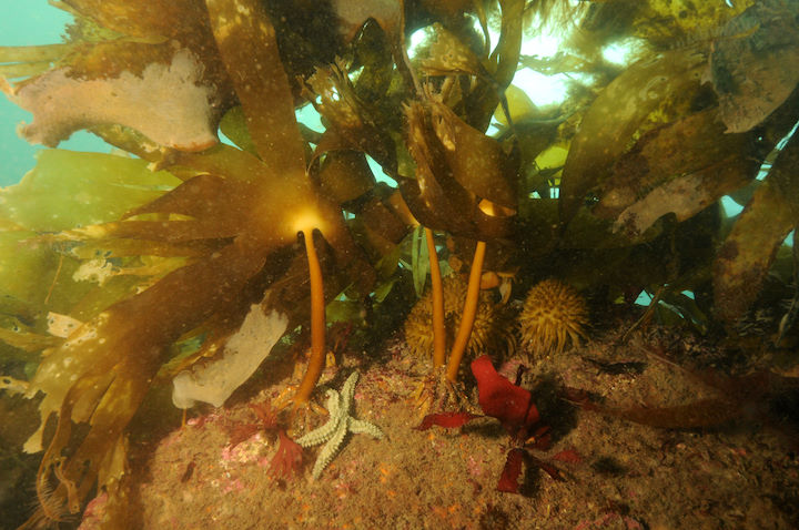 Golden kelp <em>Laminaria ochroleuca</em> © Keith Hiscock