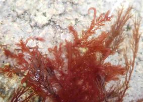 Bonnemaisonia hamifera Hook weed crp LR Kimmeridge Field trip 220324 07 Keith Hiscock