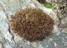 <em>Caulocanthus okamuarae</em> Pom pom weed © Keith Hiscock