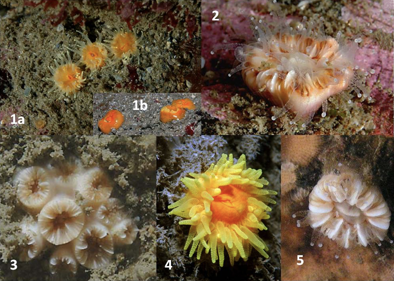 Portraits of the five species of cup corals found at Lundy: (1a) <i>Balanophyllia regia</i> (in water); (1b) <i>Balanophyllia regia</i> (out of water); (2) <i>Caryophillia smithii</i>; (3) <i>Hoplangia durotrix</i>; (4) <i>Leptopsammia pruvoti</i>; and (5) <i>Caryophyllia inornata</i> [Lundy MPA Marine Monitoring Manual]